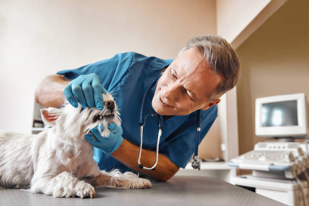 Best Emergency Tooth Extraction in Vernon Hls, IL